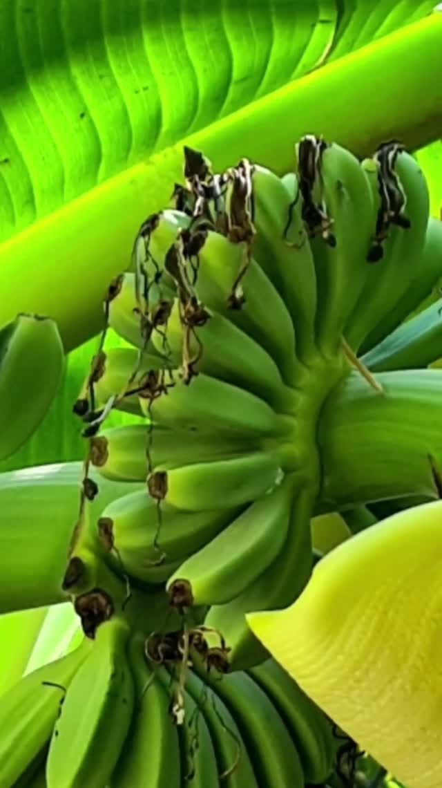 Отечественные субтропики🌴🌵🌞!