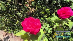 #Сад Моны #Красивая природа #HowToGets1000ViewsLessTime #цветы растения #сад #banglavlog