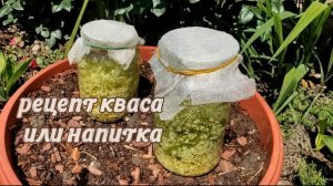Рецепт домашнего кваса из бузины и мёда, осуривание, мой эксперимент