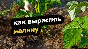 Как посадить малину - советы по посадке малины