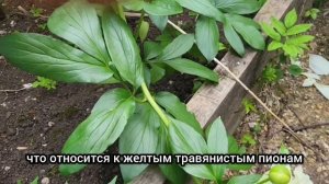 ПИОН #1