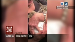Котенка в Кропоткине вытащили из канализации, приманив записью мяуканья
