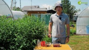 Черенкование летом: как и какие растения можно размножать?