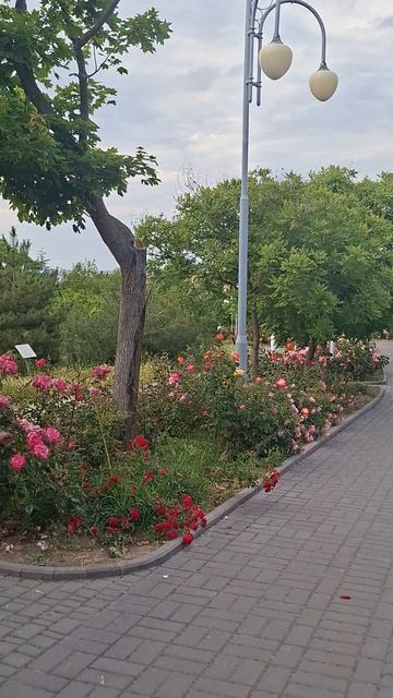 Розы в Севастополе смотреть онлайн