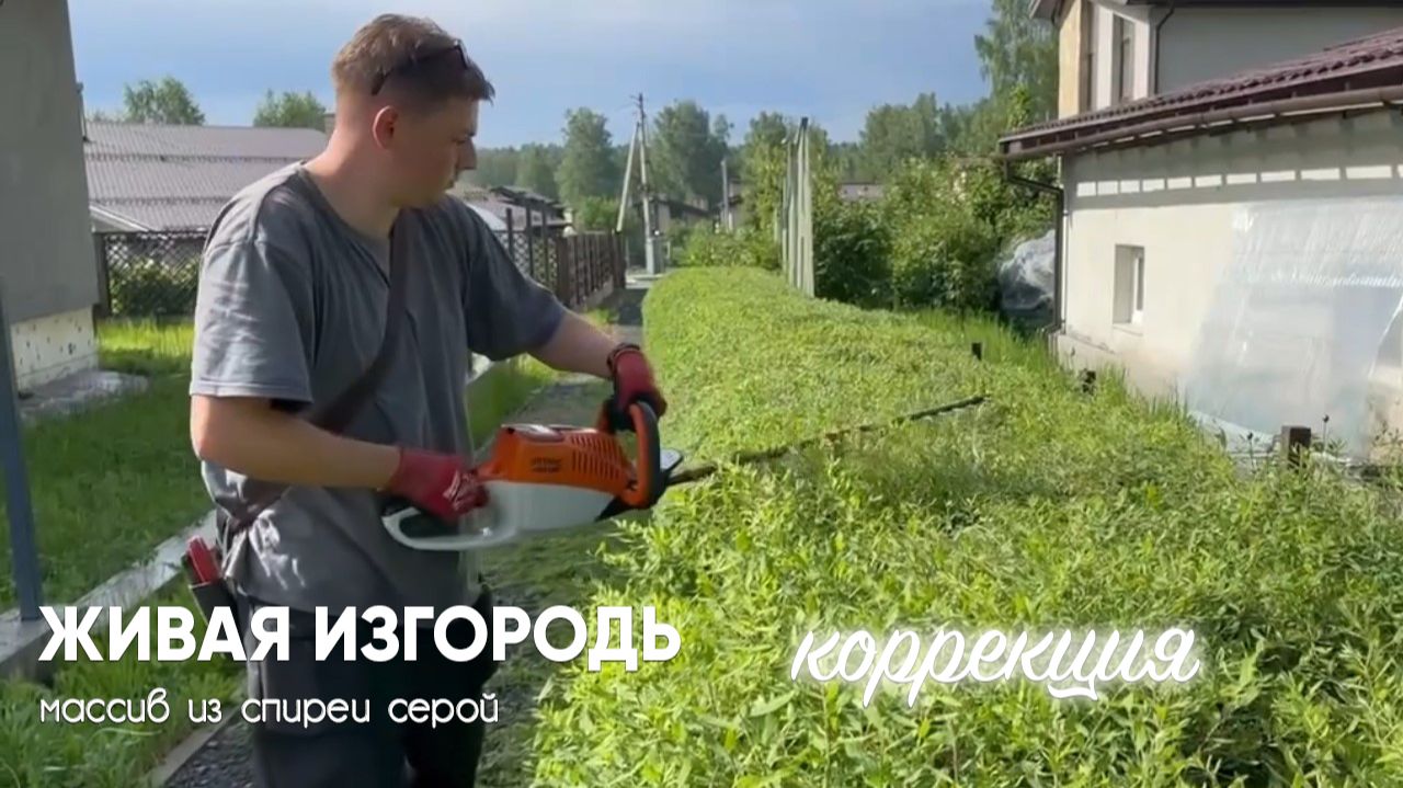 Время стричь спирею серую: секрет пышного цветения