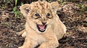 СМОТРИТЕ САМИ! Кукла стала намного ЛУЧШЕ ХОДИТЬ и даже поставила Тайгана НА МЕСТО!
