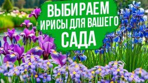 Это ВСЕ НУЖНО ЗНАТЬ об ирисах!