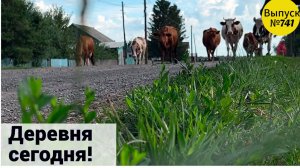 Настоящая деревенская жизнь: выгоняем коров на пастбище. Любуемся маленькими поросятами.