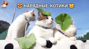 Нарядные Котики дома и на солнышке 🌞 🐈🐈🐈 (1)