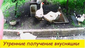Утреннее получение вкусняшки