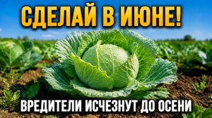 Подкормка капусты в июне 1 стаканом: зола, уксус, нашатырь — от вредителей и для гигантских кочанов