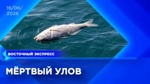 Почему в Бурятии гибнет рыба? | «Восточный экспресс» | новости Улан-Удэ