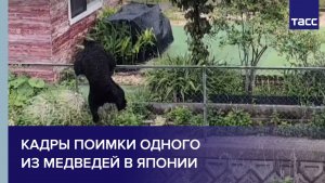 Кадры поимки одного из медведей в Японии
