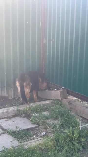 Клифорд смотреть онлайн