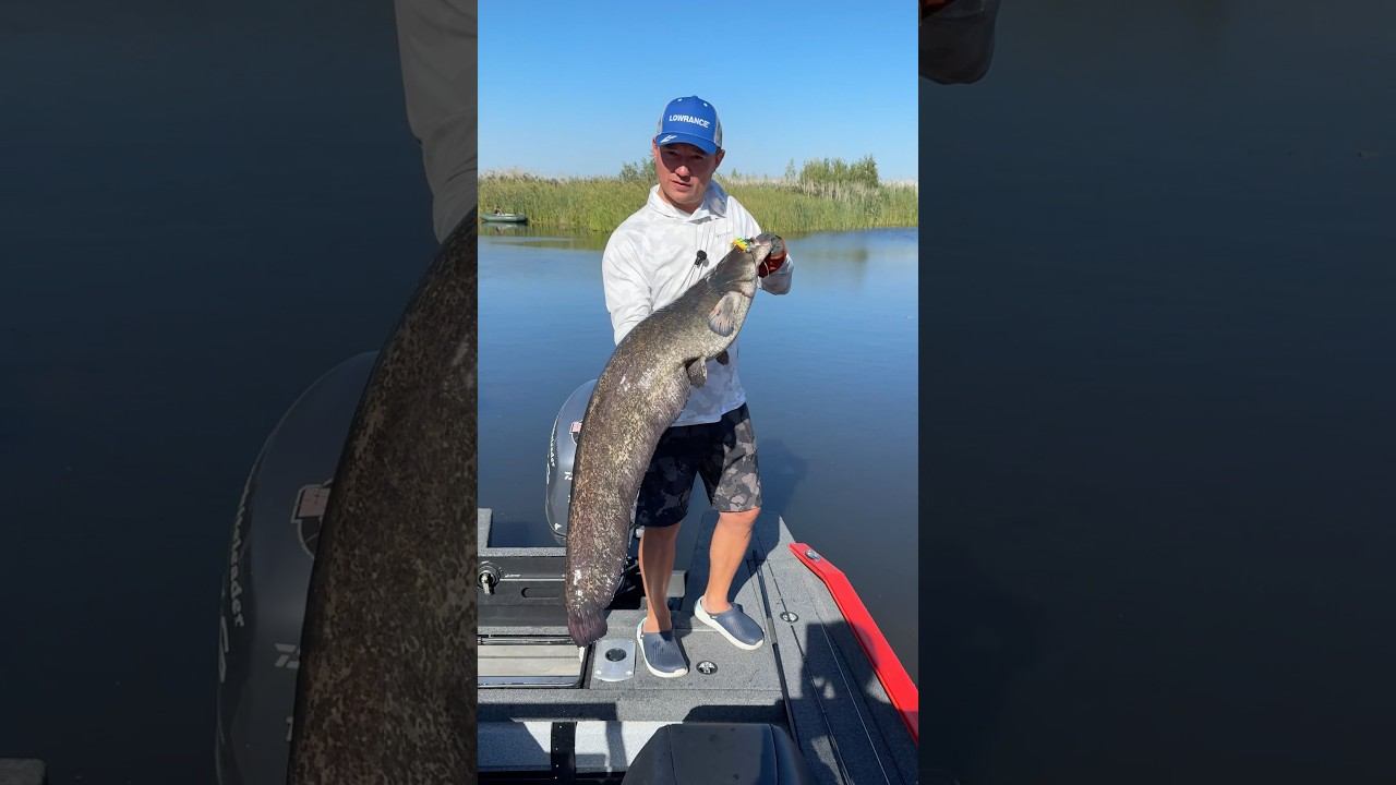 Трофейне відкриття сезону #beregfishing #fishing #спінінг #галаш #carpfishing смотреть онлайн