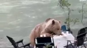 Спасибо за прекрасный обед 🤣 хозяин долины попросил удалиться хозяевов стола🔥