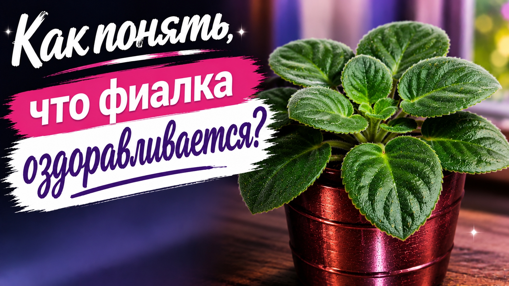 Как понять, что фиалка оздоравливается?
