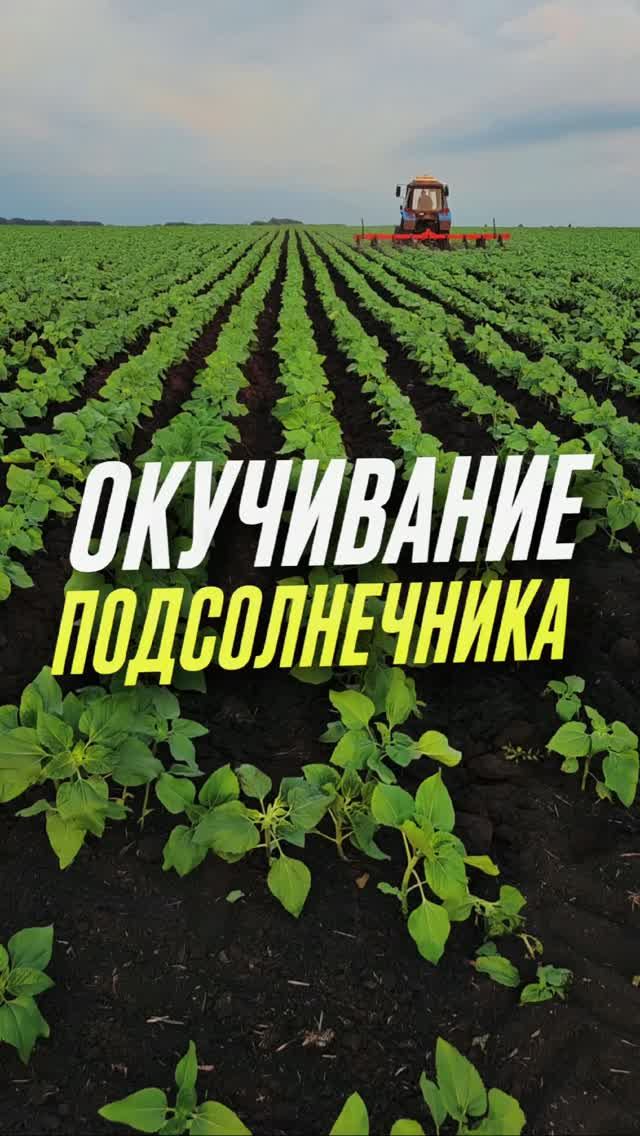 Окучивание подсолнечника #AUM #YogaFerma #сельскоехозяйство #подсолнечник #поле #фермер