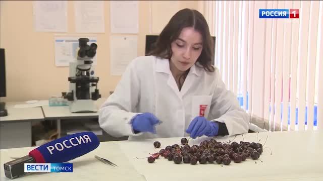Сотрудники Томского филиала ВНИИКР проверили черешню из Киргизии