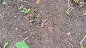рыбка/вечер/огород