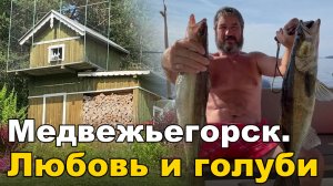Из Коломны в Онежское озеро. ч.5: Любовь и голуби и... раздача судака на Онеге