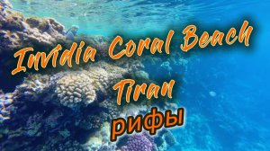 INVIDIA CORAL BEACH TIRAN рифы