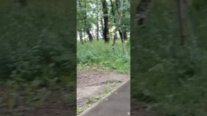 Жарим шашлыки у дома без нарушений.. Восточное Дегунино, Лианозово
