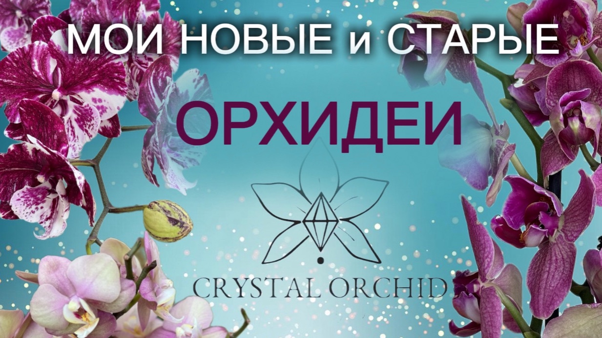Распаковка от Хрустальной орхидеи✨ Биг лип шоколад цветет шикарно🤩 смотреть онлайн