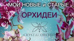 Распаковка от Хрустальной орхидеи✨ Биг лип шоколад цветет шикарно🤩