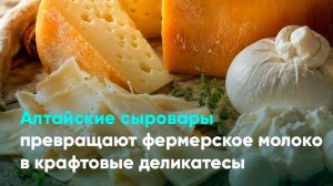 Алтайские сыровары превращают фермерское молоко в крафтовые деликатесы