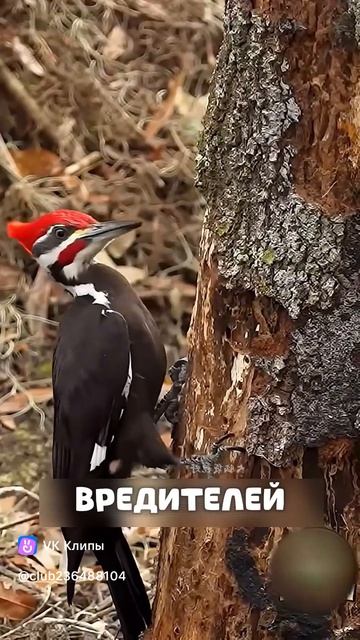 Дятел