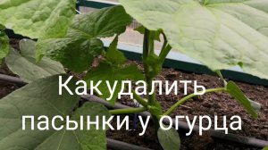 Пасынкование огурцов в теплице и открытом грунте схемы формирования сроки и правила удаления побегов