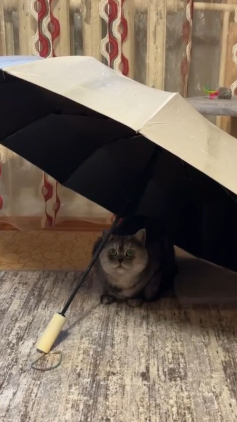 Дождь не помеха 🐈