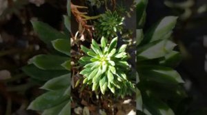 #Сад Моны #цветы #ботанический сад #красивая природа #getviewslesstime #planting #banglavlog