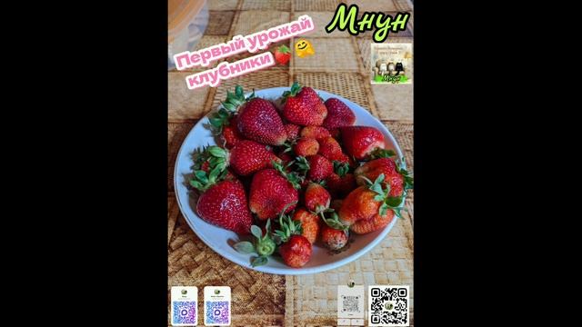 Первый урожай клубники 🍓 🤗
