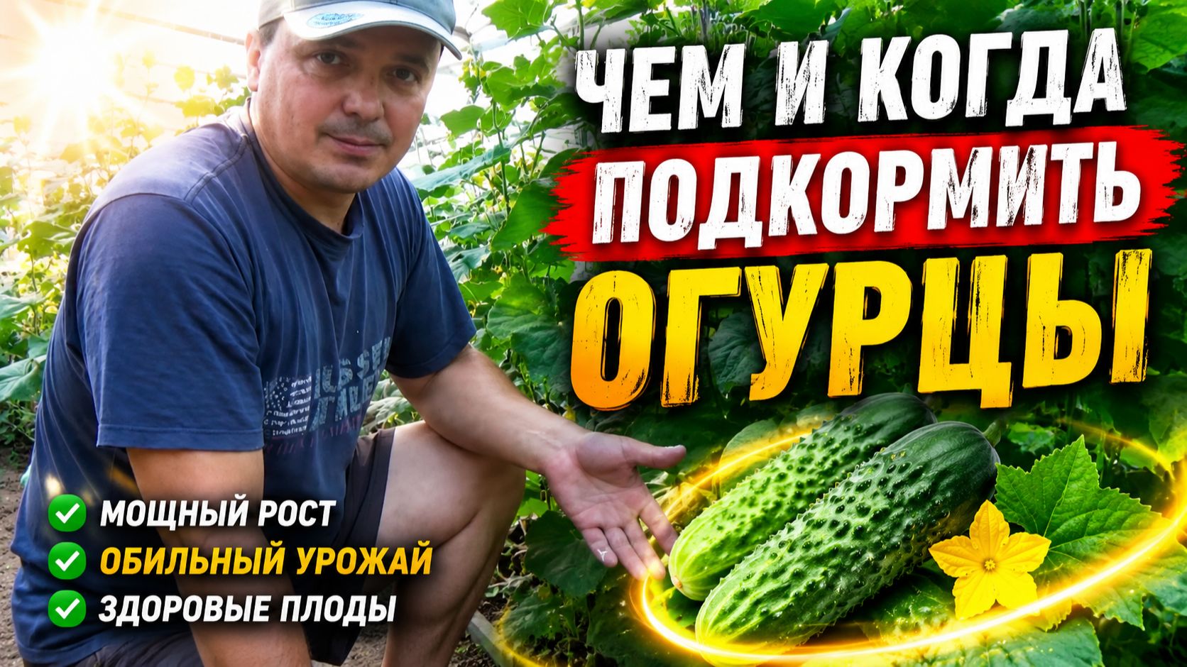 ЧЕМ И КОГДА ПОДКОРМИТЬ ОГУРЦЫ смотреть онлайн