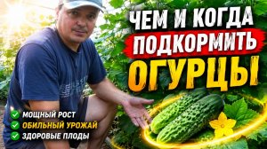 ЧЕМ И КОГДА ПОДКОРМИТЬ ОГУРЦЫ