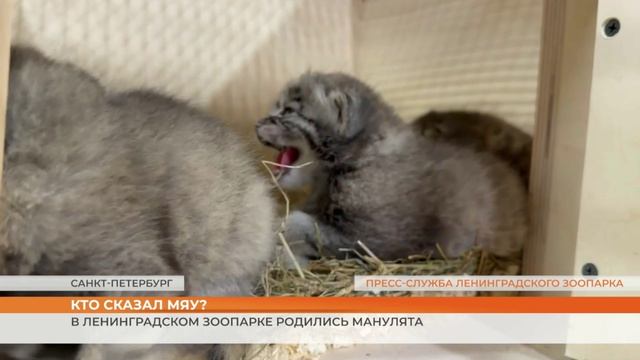 Манулята родились в Ленинградском зоопарке