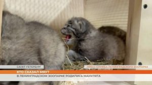 Манулята родились в Ленинградском зоопарке