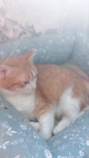 Кот