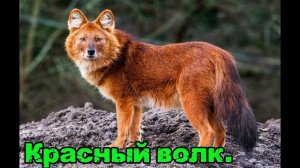Животные, занесённые в Красную книгу.
