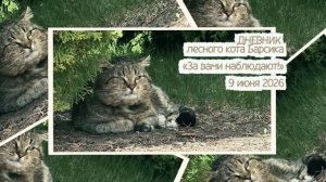 ДНЕВНИК лесного кота Барсика «За вами наблюдают!» - 09.06.2026