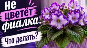 Не цветёт фиалка. Что делать?