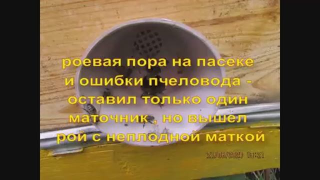 оставил только один маточник и вышел рой с неплодной , в чем ошибка ( видео из архива )