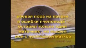 оставил только один маточник и вышел рой с неплодной , в чем ошибка ( видео из архива )