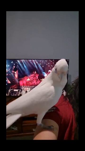 🦜🦜🦜