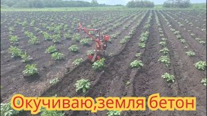 Как окучить картофель мотоблоком, при очень твёрдой земле.