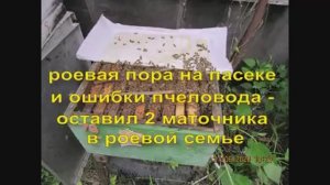 оставил два маточника в роевой семье, вышел рой , в чем ошибка ( видео из архива )