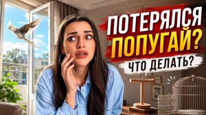 ИЩУ ПОТЕРЯННОГО ПОПУГАЯ