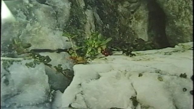 Фотовыставка ''Растения - целители''